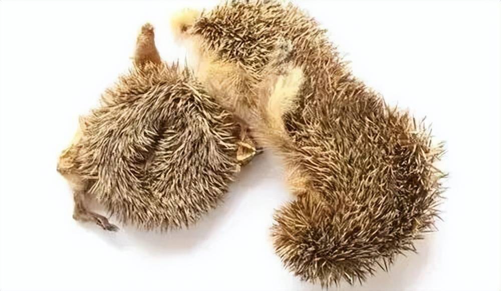 每天学习一味中药刺猬皮