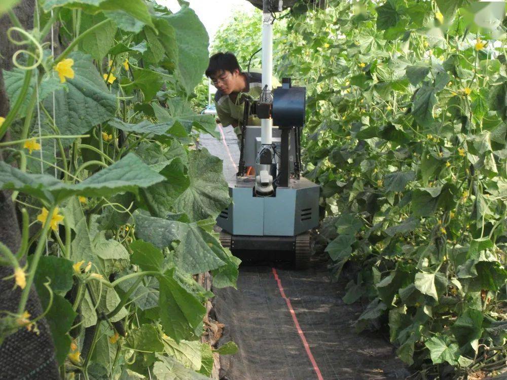黄瓜采摘机器人,中农富通服务园区的科技示范推广6构建国家,省,市