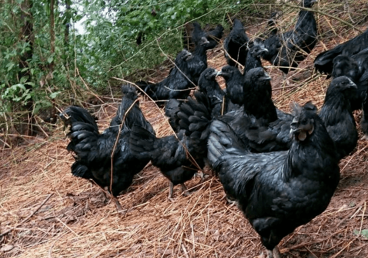 正宗山林放养土乌鸡,养足300天!_泰和县_养殖_口感