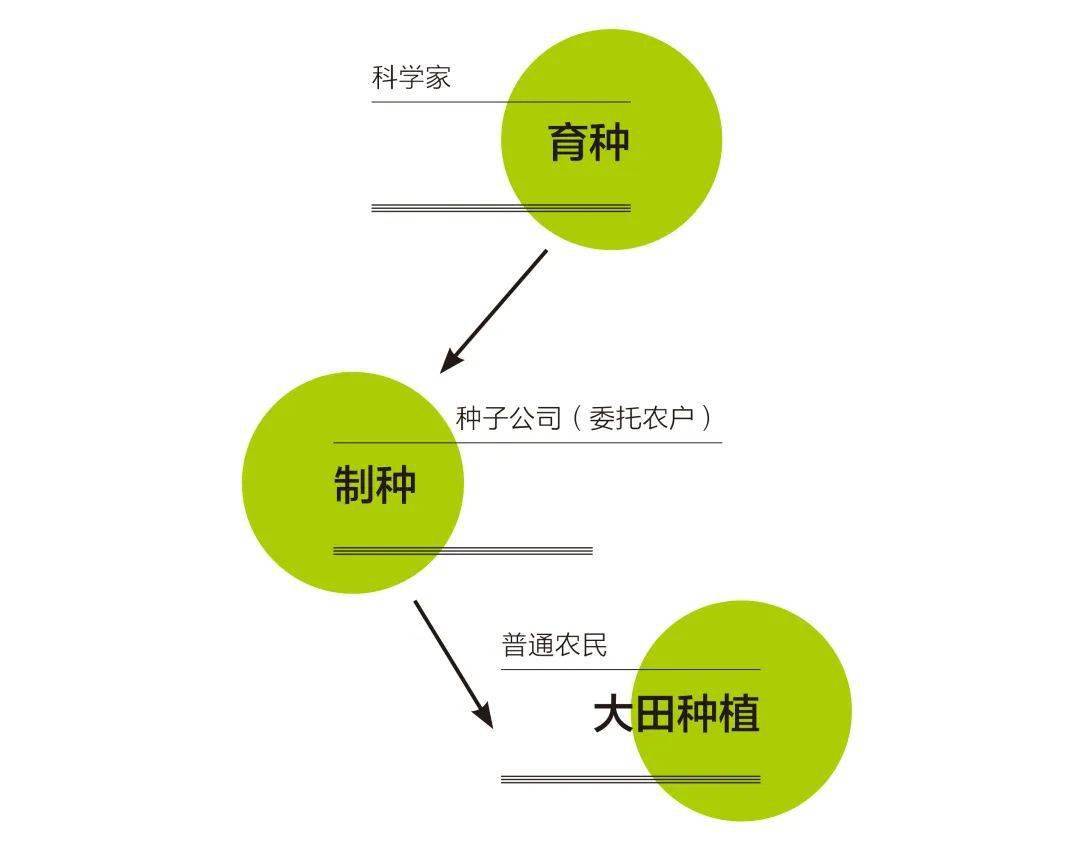 从育种到制种再到大田种植,种,粮分工是现代农业的显著特点.