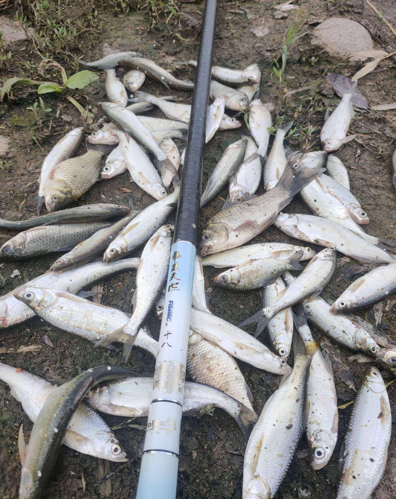 白条青稍闹金晨竿起竿落随风起