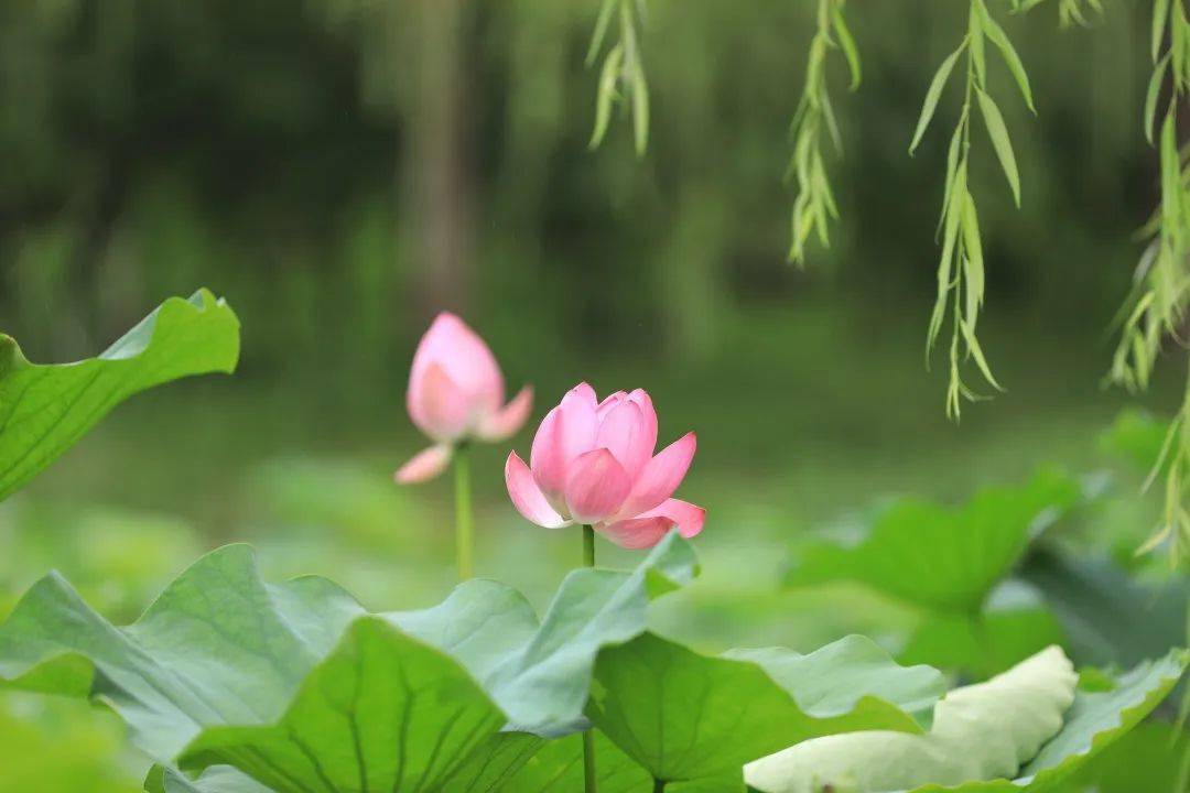 美美美海淀各大公园荷花绽放快拿去做头像