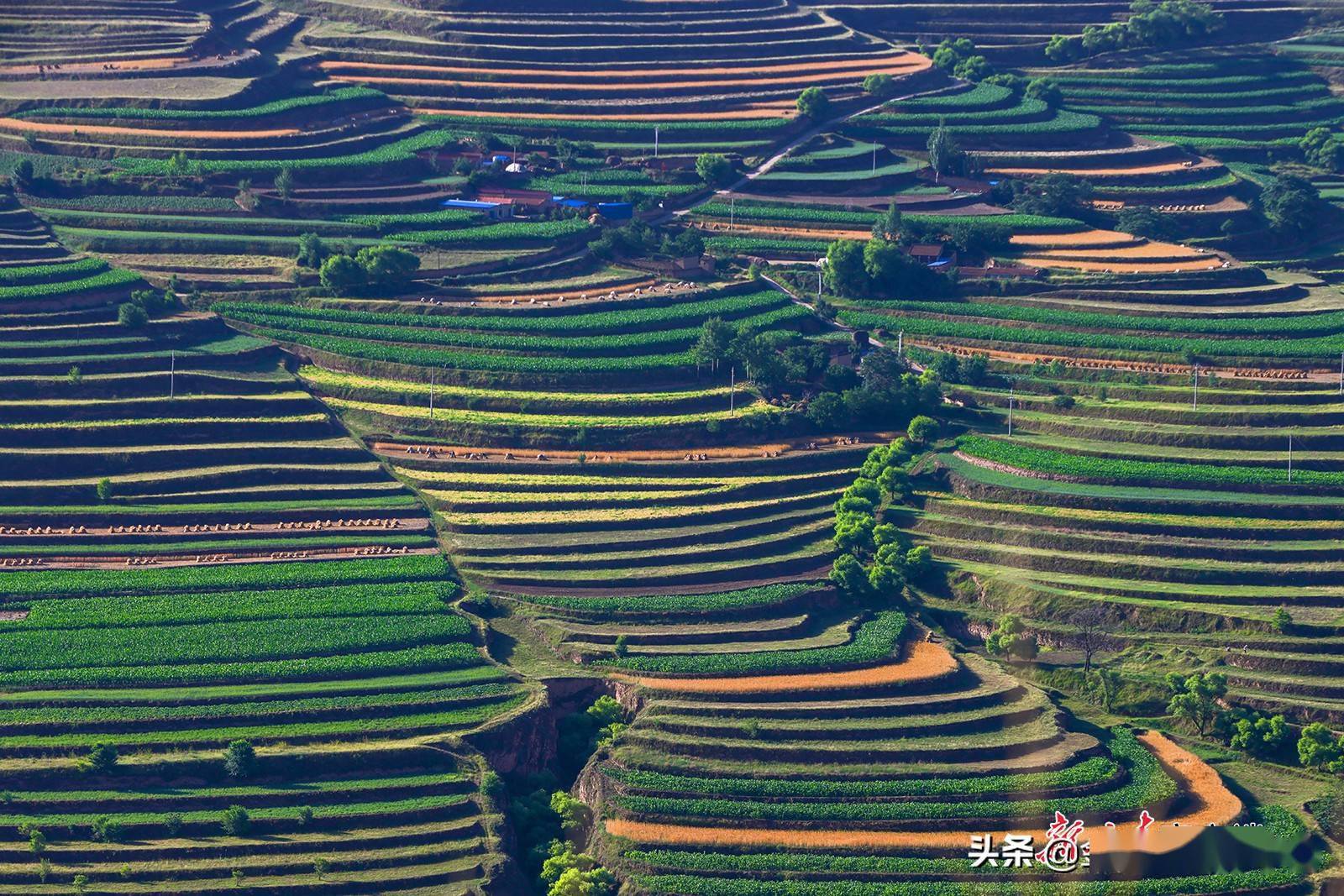 会宁县夏日梯田风光无限好