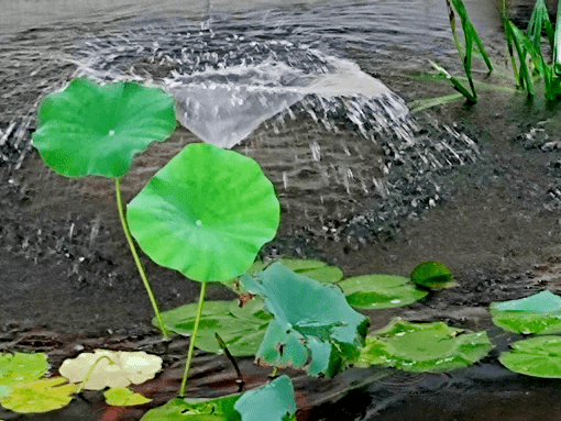 睡莲清雅,红鱼悠哉,光影成趣,动静相宜.