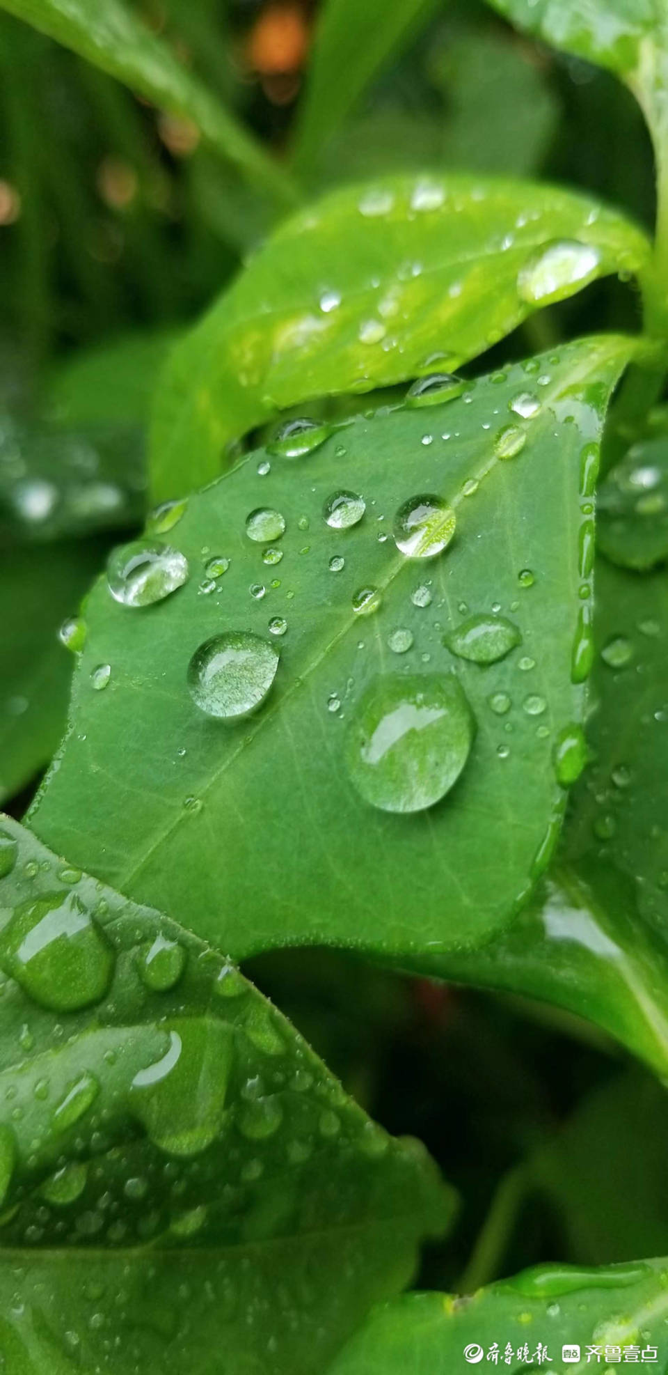 雨后青草