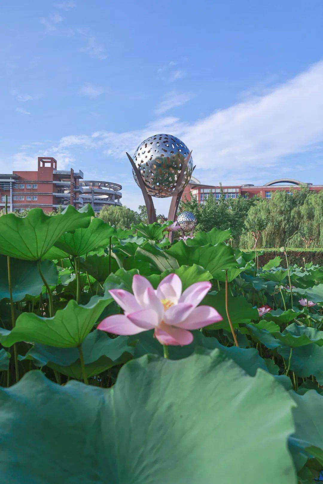 日月湖的荷花开了!_中量_人间_叶荷风