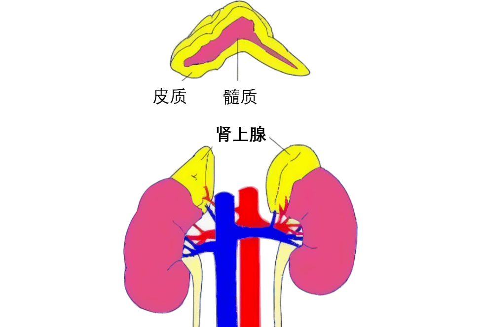 醛固酮属于盐皮质激素,主要是由肾上腺皮质合成分泌.