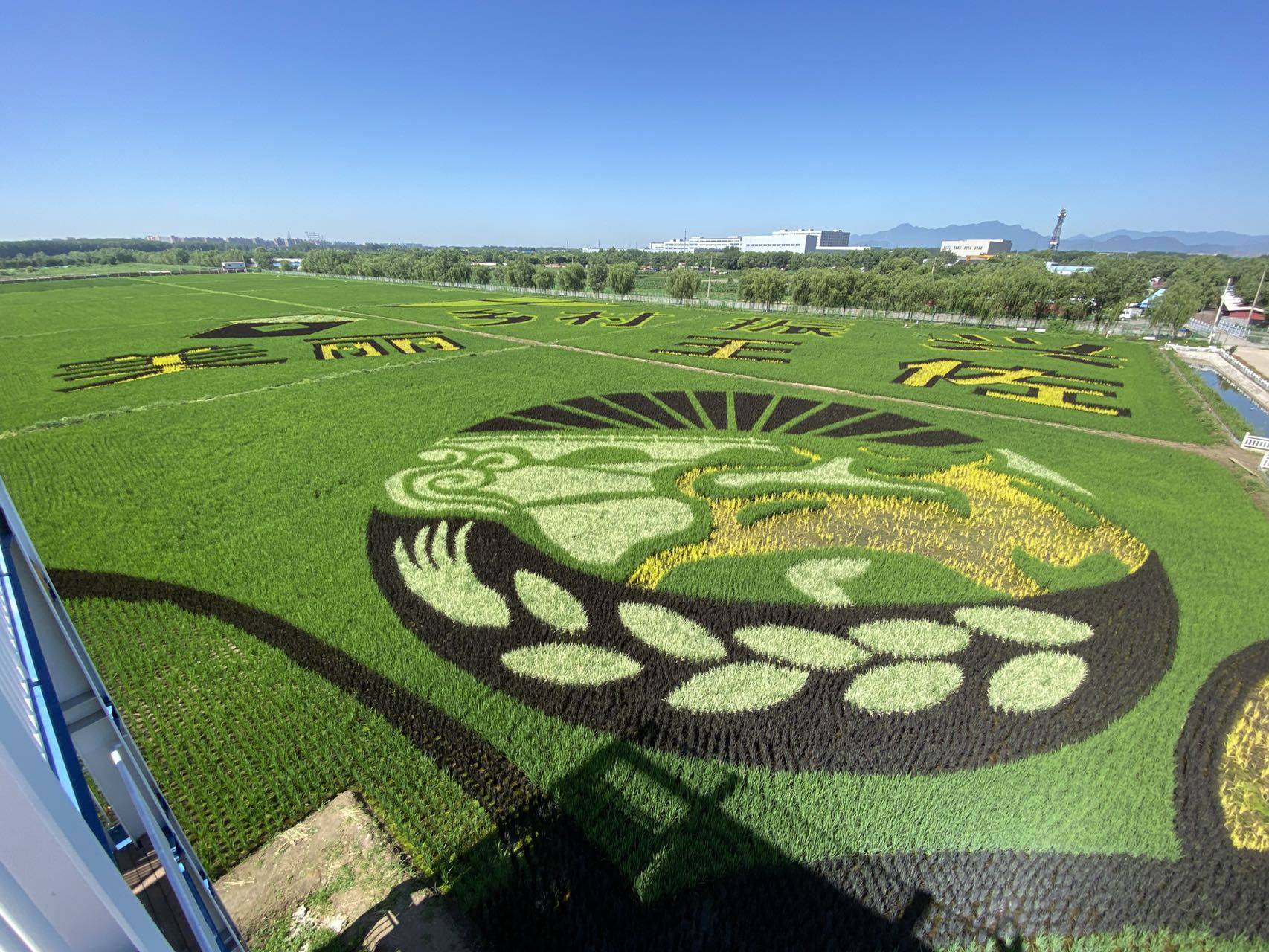 40亩禾苗与3万鱼虾蟹共生丰台王佐稻田画亮相