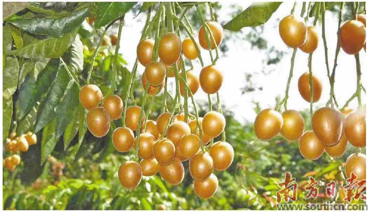 文旅加持黄皮果变“黄金果”_搜狐网