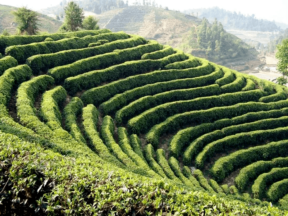 万亩古茶园半部临沧史滇红蒸酶勐库的茶业传奇
