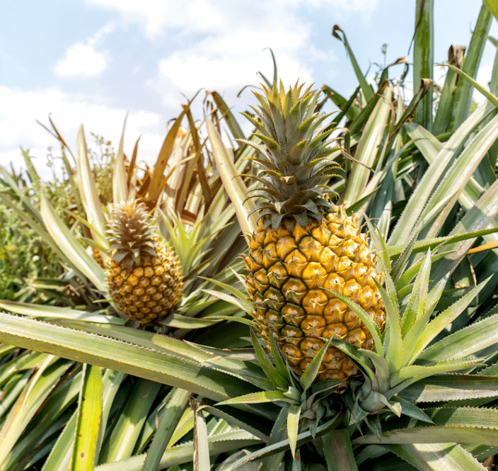 真实菠萝生长地 资料图不过最近多段水果推销视频颠覆了人们的认知