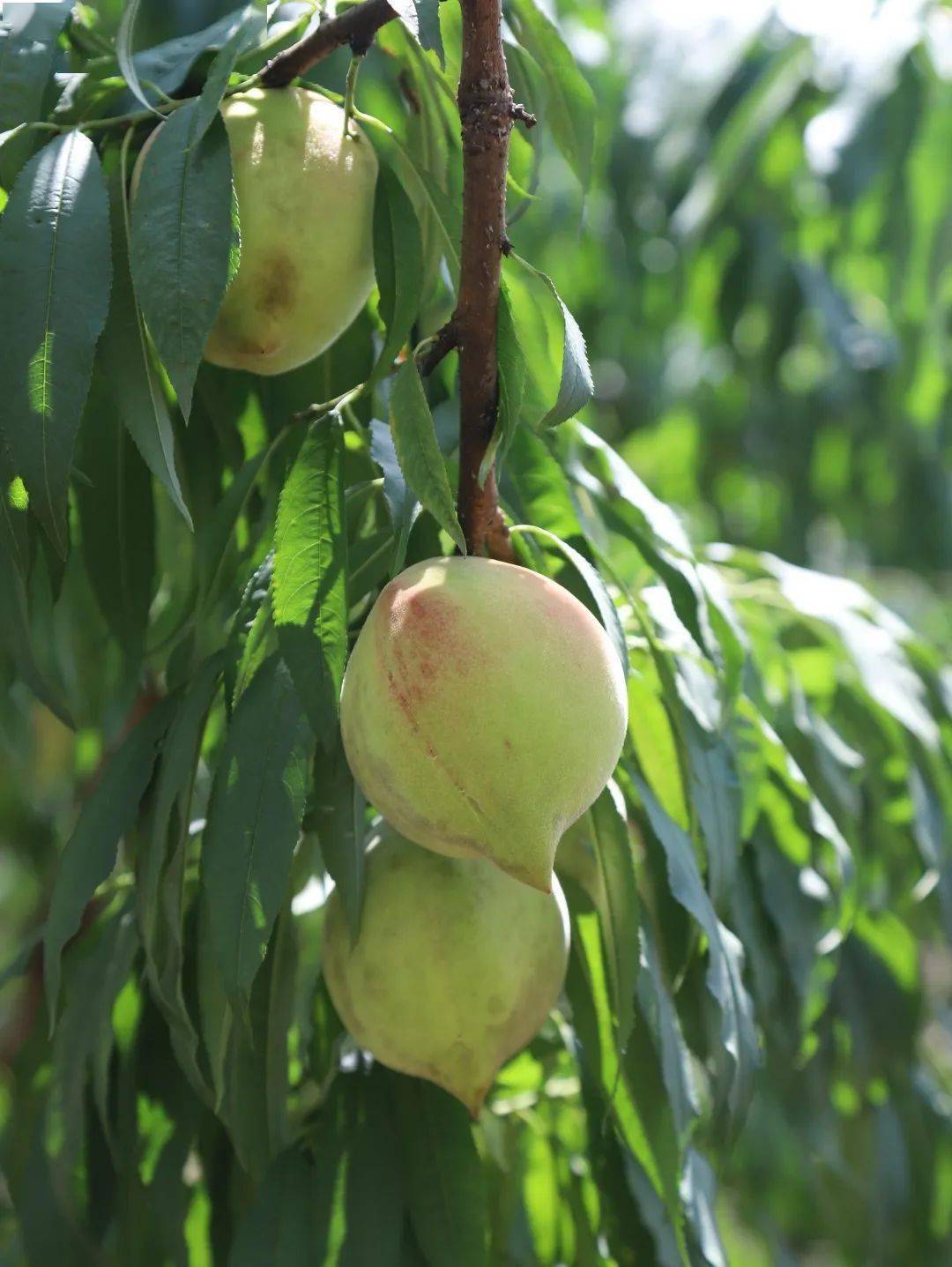 七月的味道，“桃”知道，快来翁源采摘鹰嘴桃吧，果园详情都在这里→_种植_仙桃_龙仙镇
