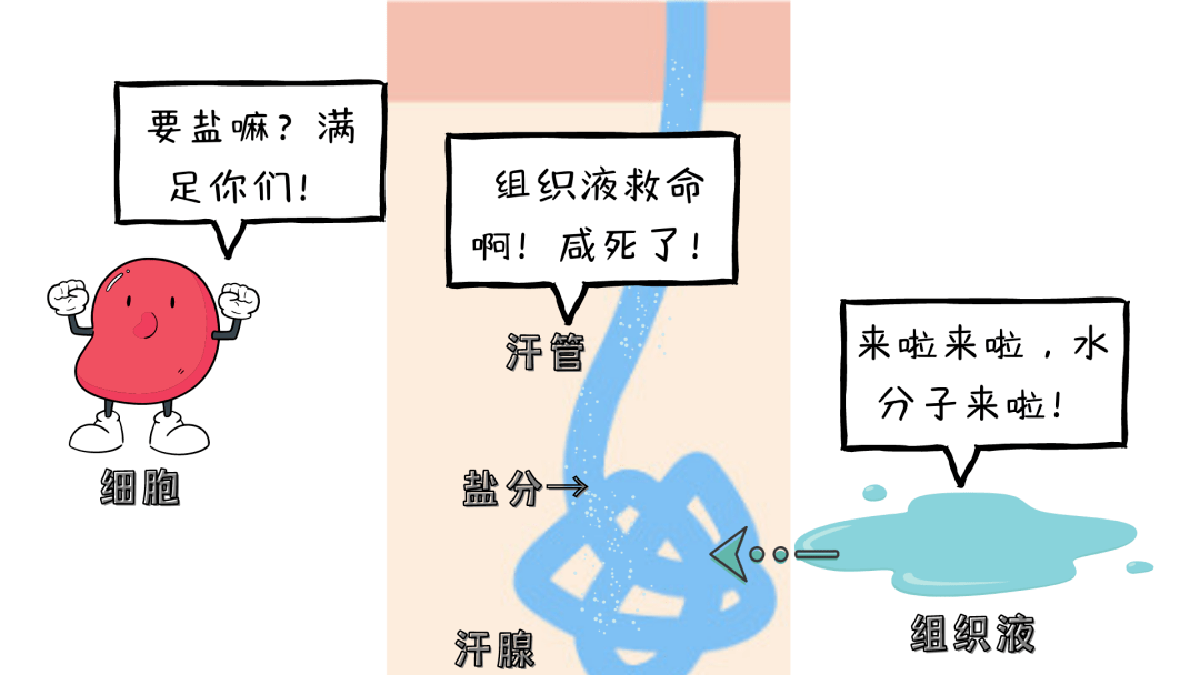 汗腺_問題_汗液