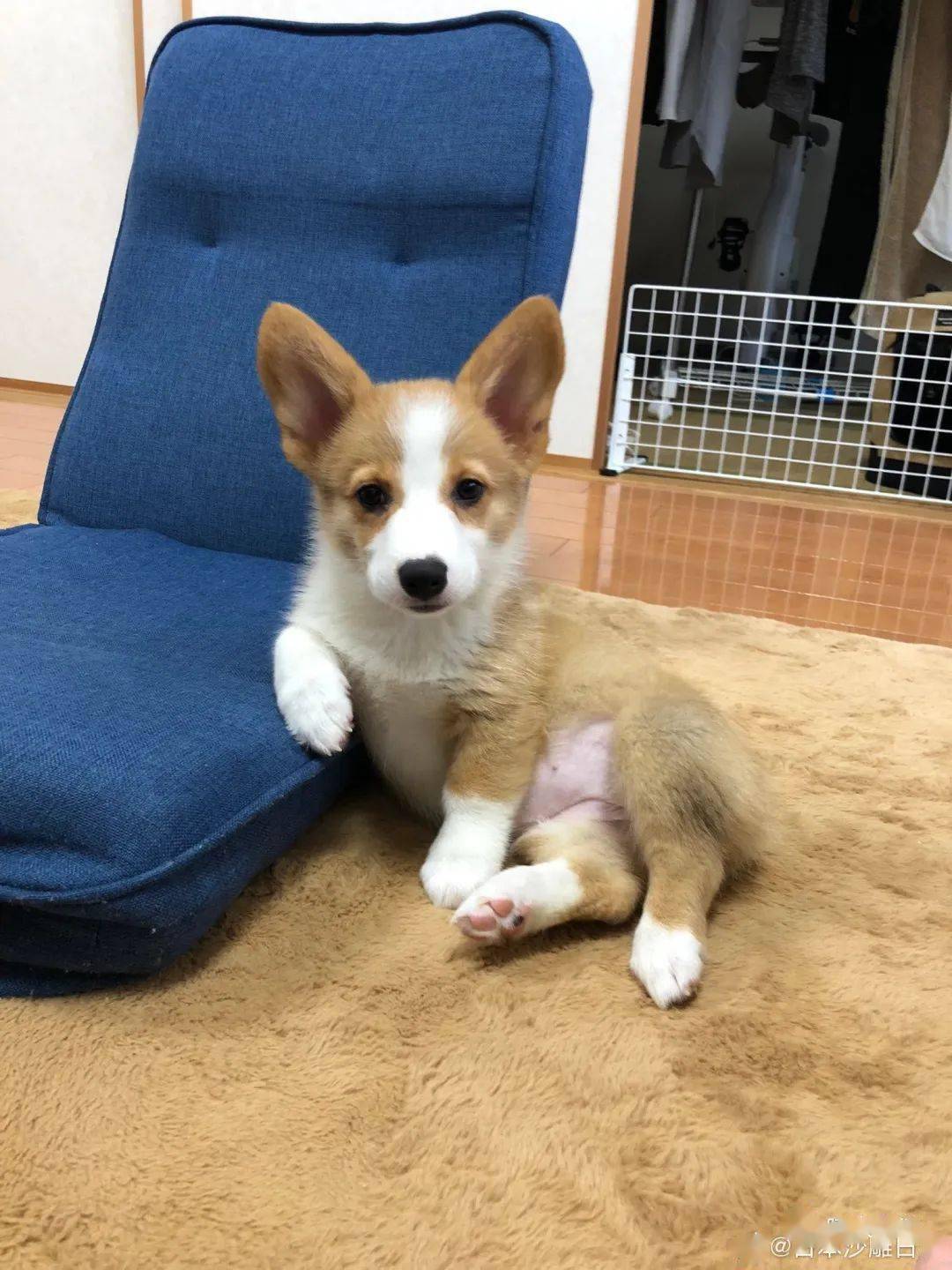 柯基_大白话_来源