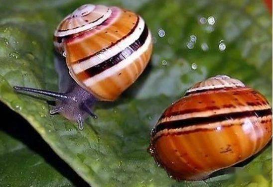 这些蜗牛美的不要不要的,让我开始怀疑人生!