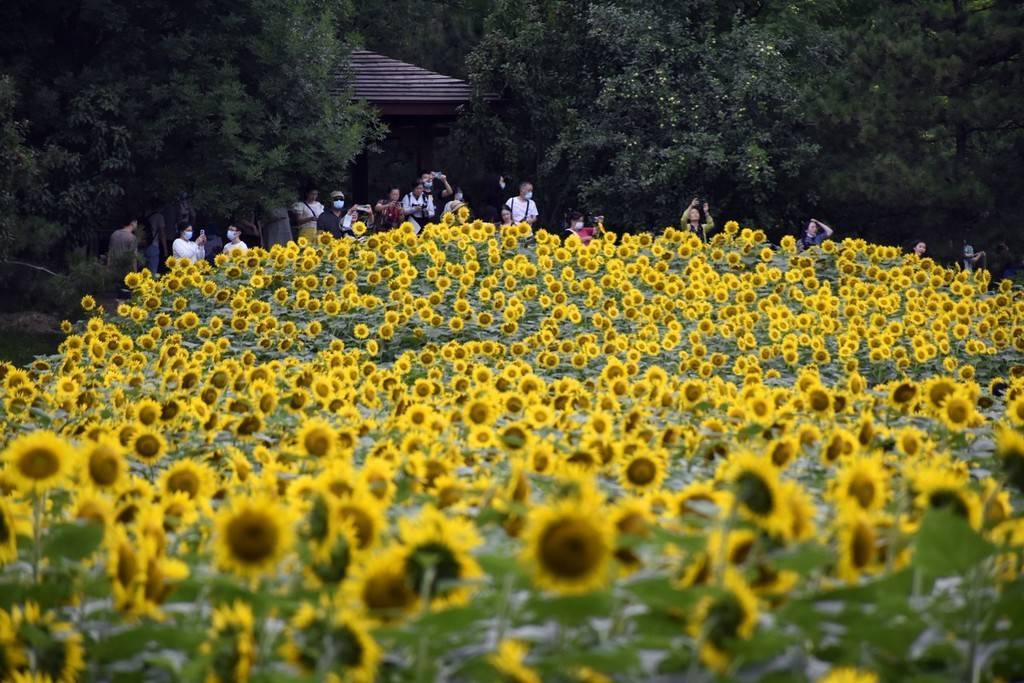 北京奥森公园向日葵花海迎来最佳观赏期