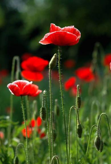 世界上最美的花 美到令人窒息 萱草 虞美人 母亲 世界上最美的花 美到令人窒息 萱草 虞美人 母亲