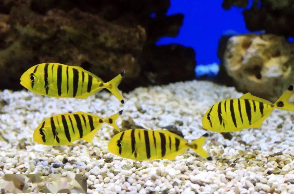 每日物种故事无齿鲹善游的鱼中领航者