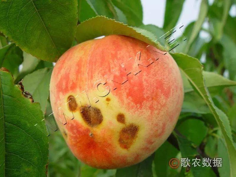 桃树缺磷症状图片图片
