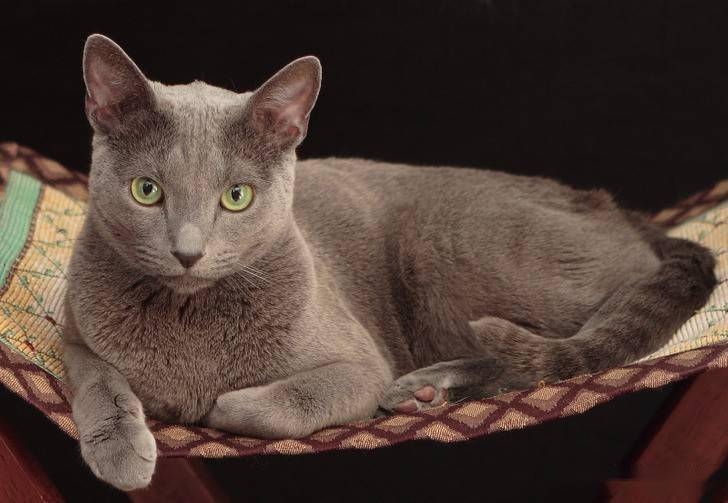 拉波卷毛猫,英文名la perm,是美国随机繁殖猫的后代,它们是活跃而且