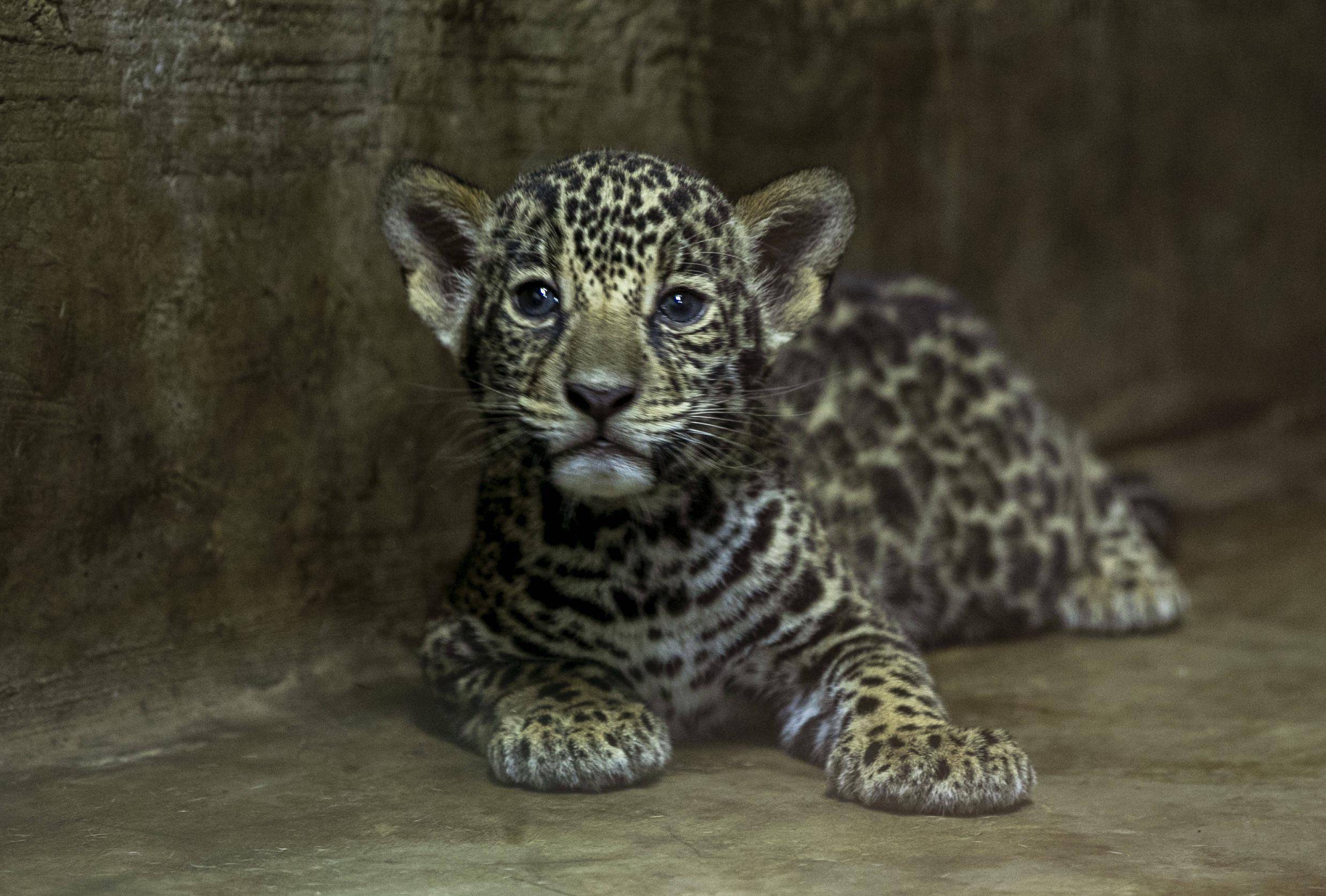 尼加拉瓜动物园的小美洲豹_新华社_马那瓜_妈妈