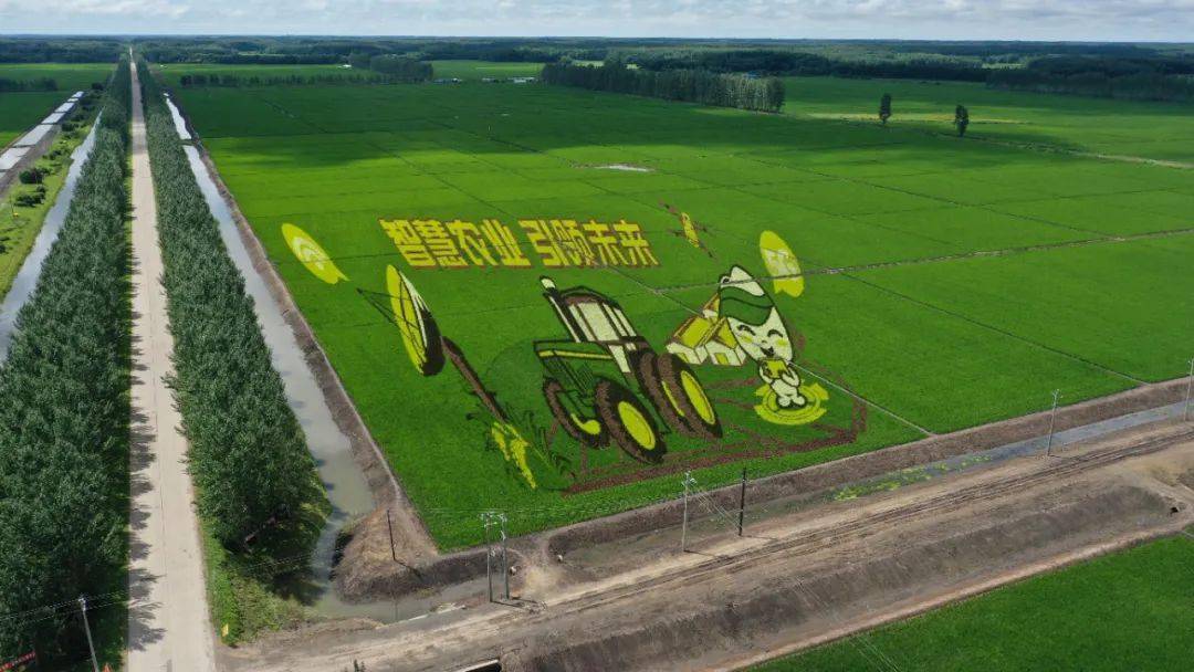 【856·品牌农业】稻海扮靓装 美在画中藏_八五六农场_稻田_北大荒