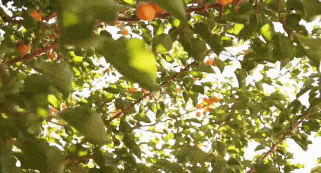 西域小甜甜 你的小确 杏 终于来啦 果肉 新疆 杏肉