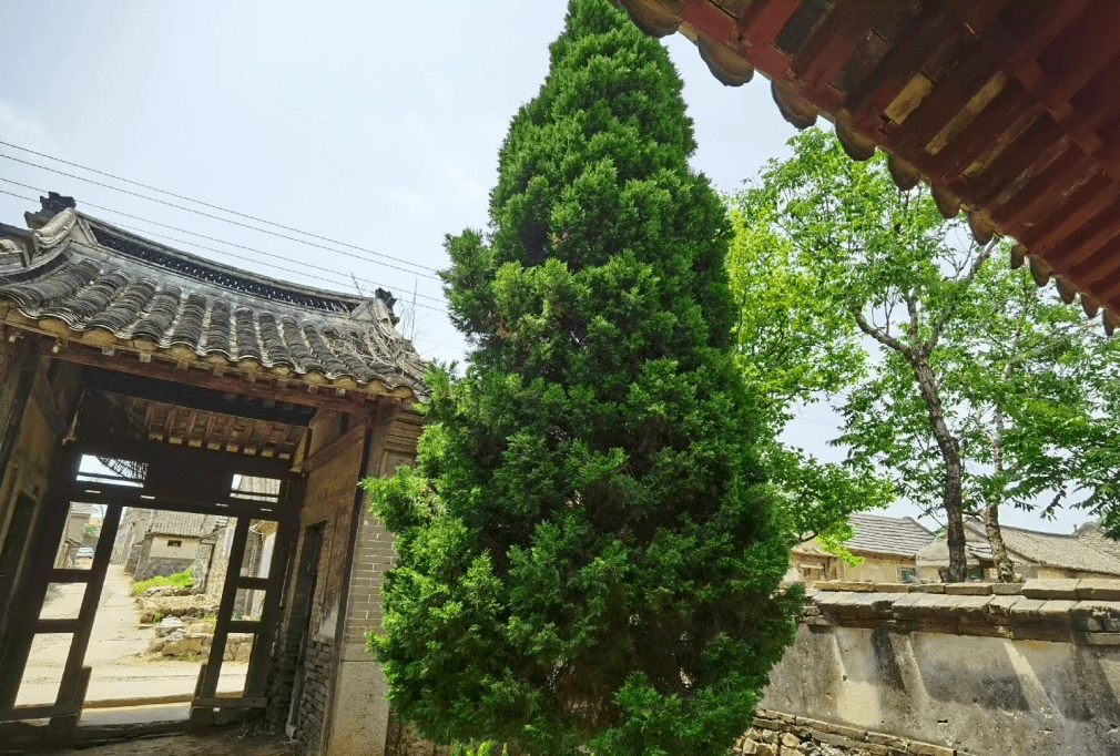 探访即墨栲栳古村百亩荷塘惊艳绽放
