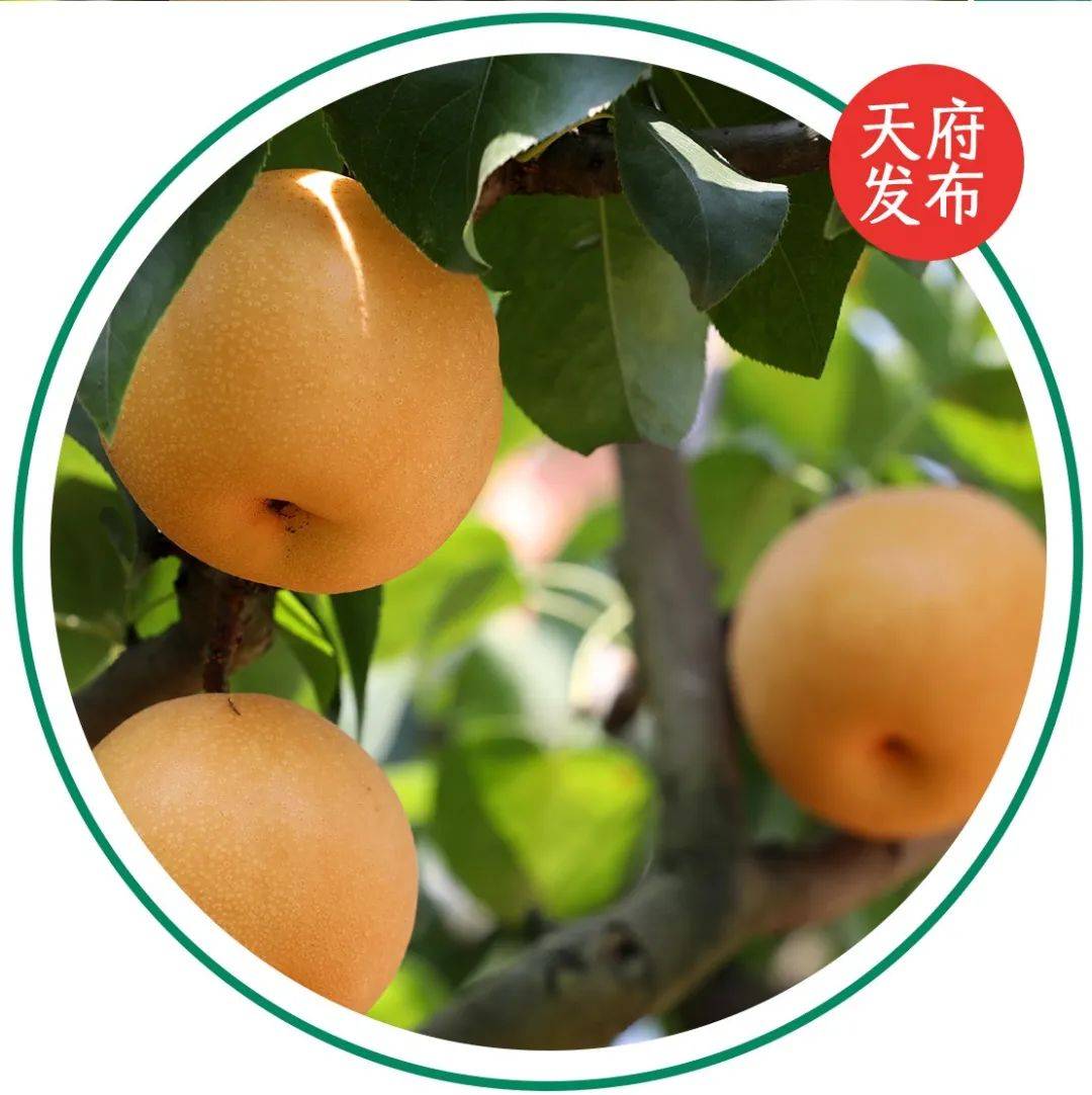 夏日“梨”好(内含福利)_梨子_天府_多汁