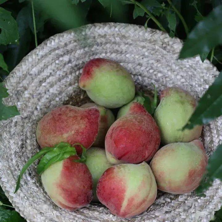 劲爆福利138元抢10斤正宗翁源脆香鹰嘴桃果园现摘现发很划算