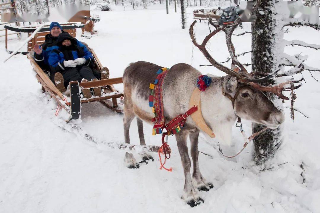 十一月雪橇图片