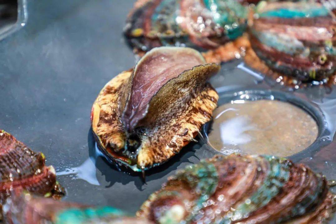 揭阳惠来五宝丨北有大连鲍南有惠来鲍