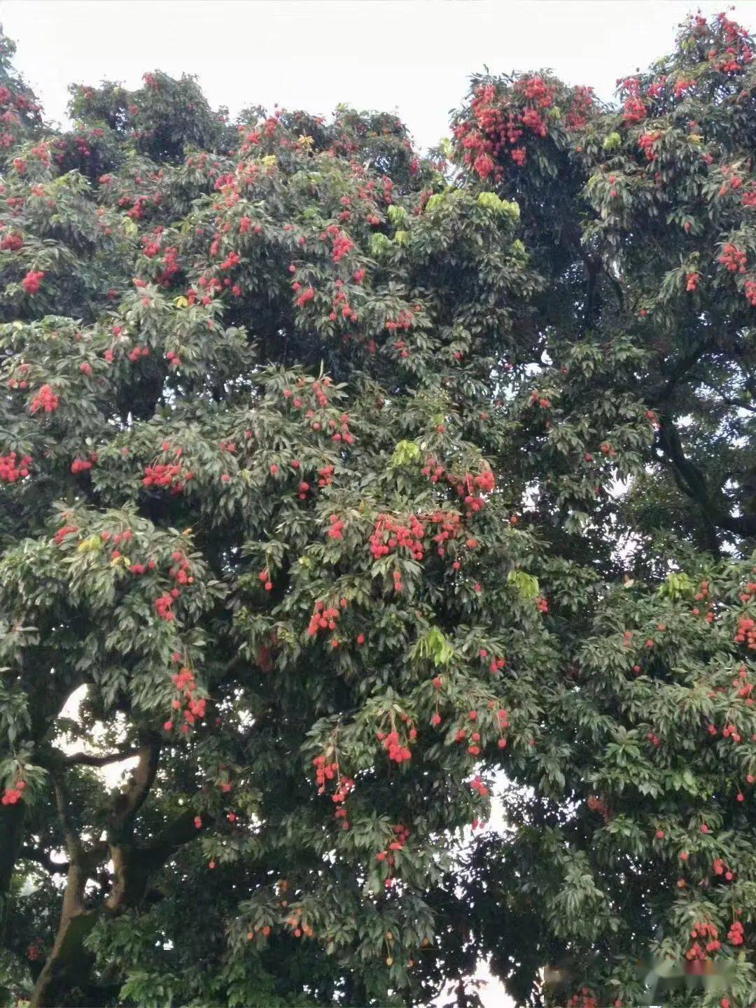 9元!想品尝正宗永春岵山荔枝的点进来_雨霏_预定_招虎