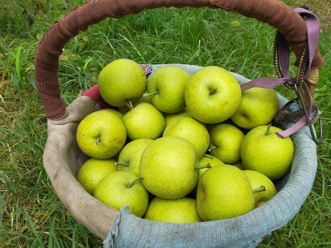 大沙河【酥脆一号蜜梨】入口化渣,满嘴兜不住的甜汁!比超市便宜一半!