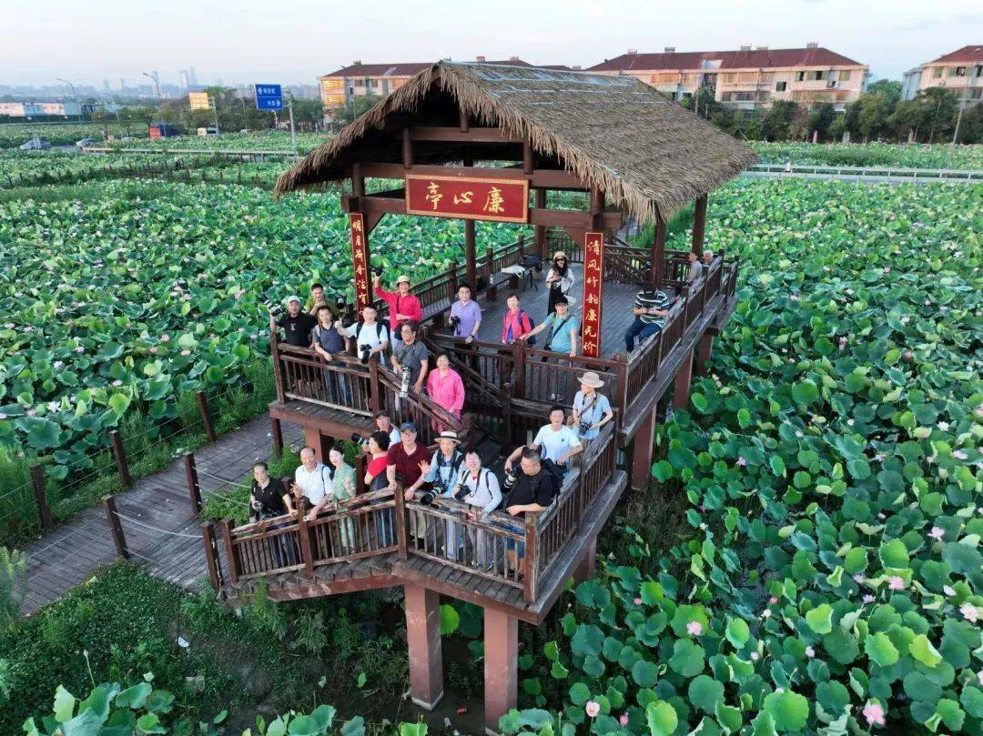 镇海摄协举办夏季荷花主题创作活动