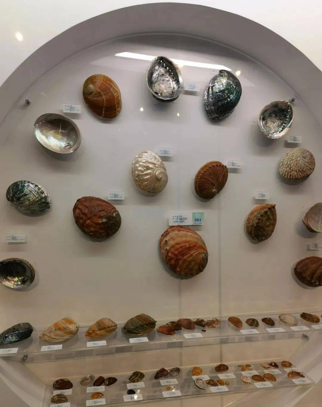 【研学】小贝壳,大世界-走进贝壳博物馆_活动_星海广场_手工