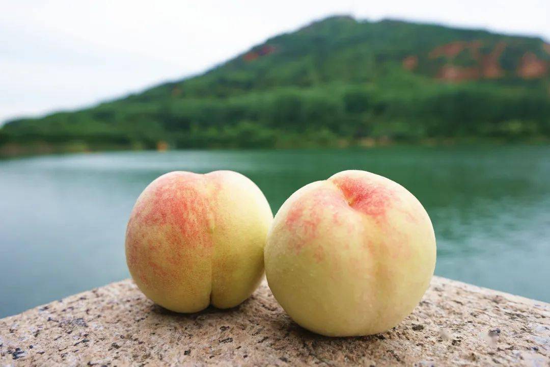 终于等到你阳山水蜜桃