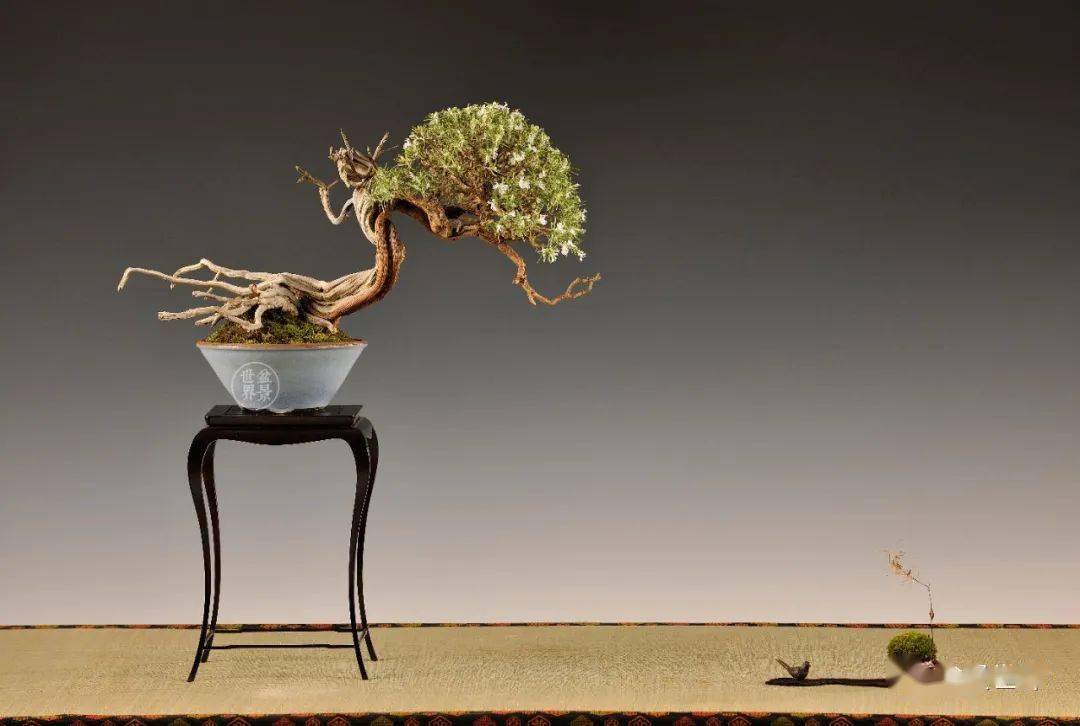 求新求变的欧洲盆景