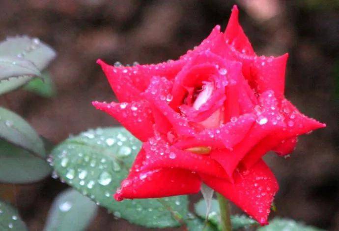 雨露中的鲜花欣赏_画册_图片_来源