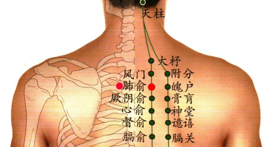 取穴:肺俞穴作用:溫肺止咳,化痰平喘.