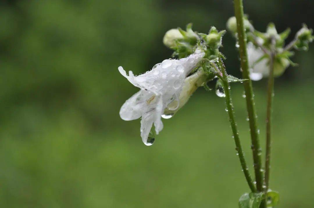 雨如决河倾"的清爽;夏雨是苏轼笔下"黑云翻墨未遮山,白雨跳珠乱入船"