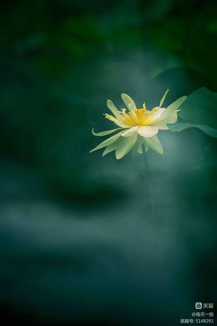 多重曝光拍摄荷花韵