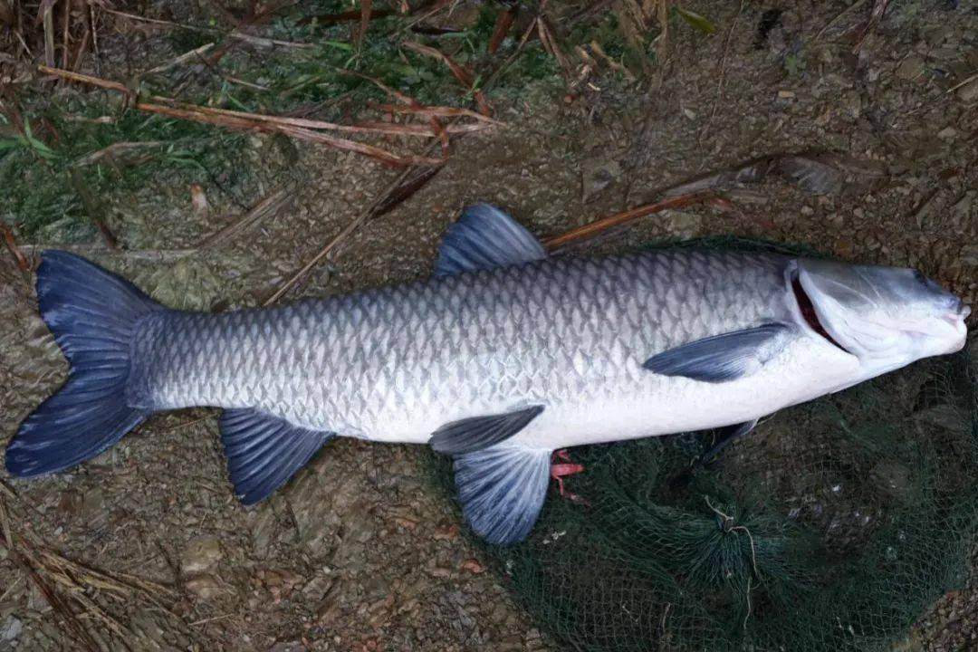 0.6号脑线如何磨获11斤大青鱼?