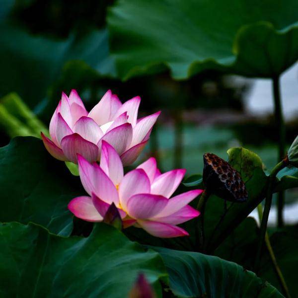 好运加满该更新你的表情包和头像了