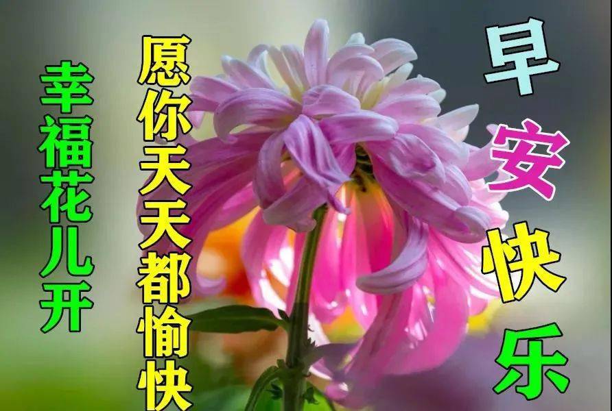 動畫表情鮮花圖片2022免打字聊天的早安問候祝福動態圖片鮮花帶字