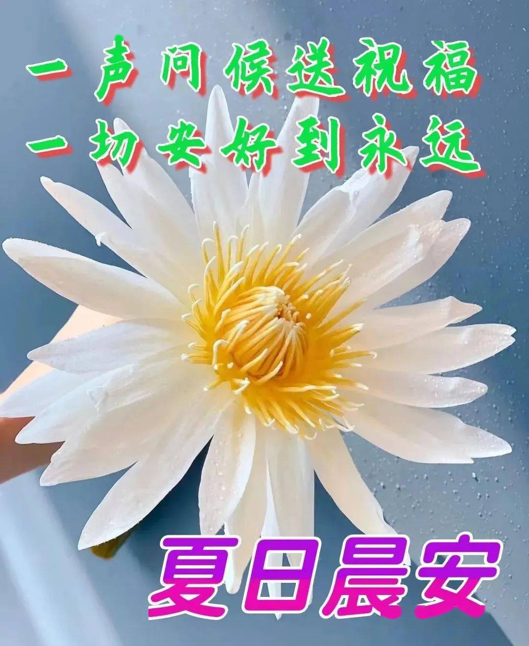 有关七一早上好图片图片