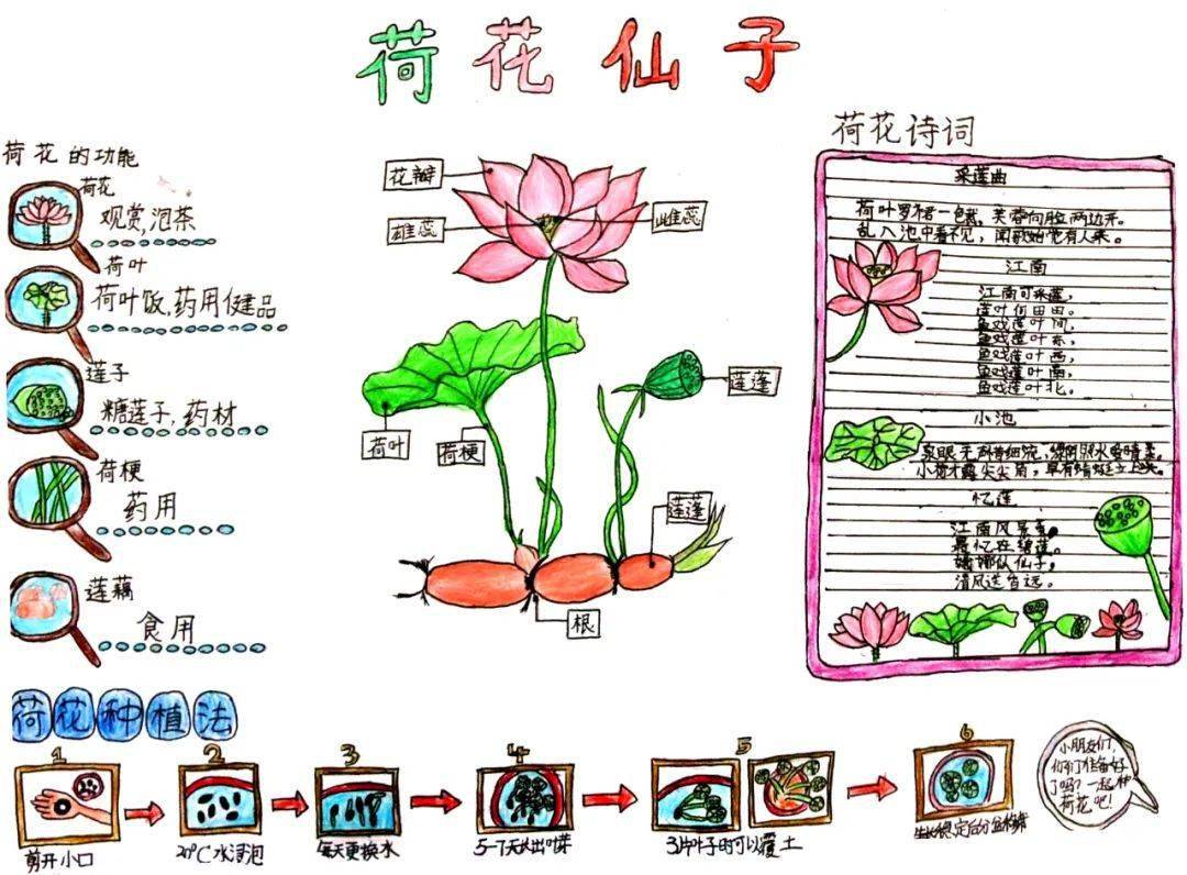 美丽中国我是行动者2022年青少年自然笔记优秀作品展播