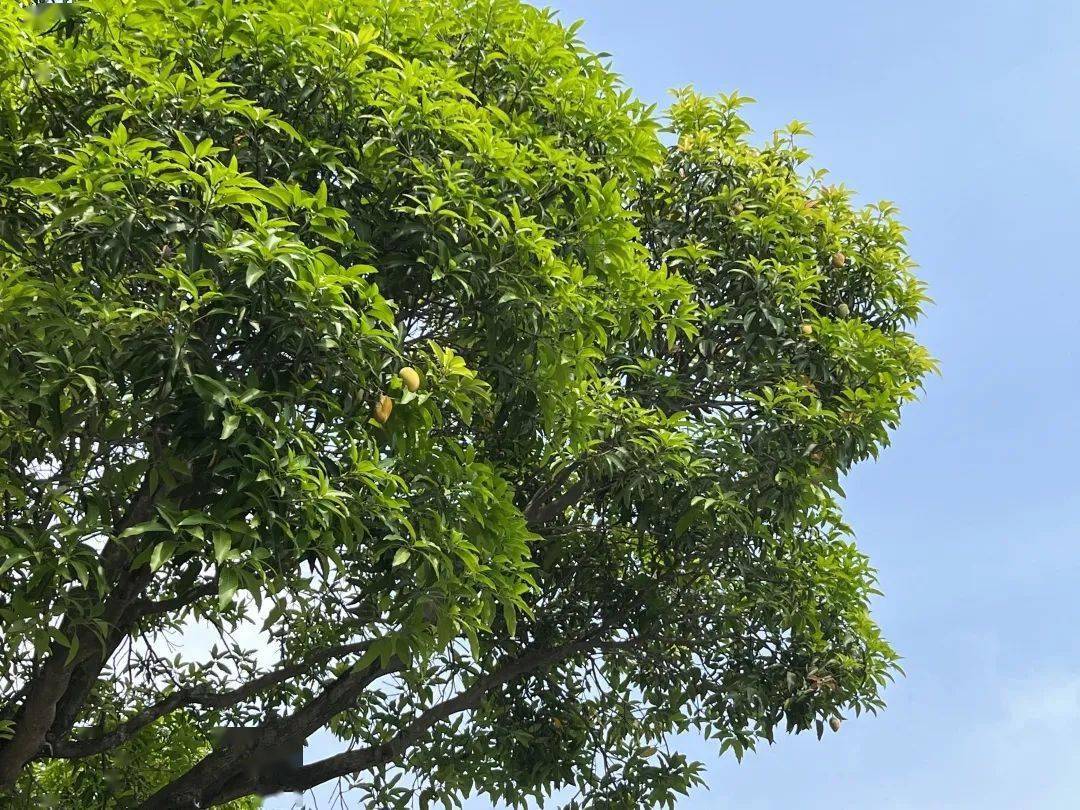 厦门芒果树图片
