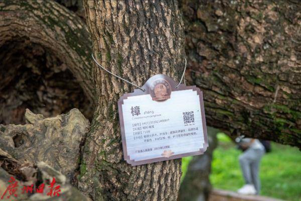 广州这里有棵“树坚强”，裂成数瓣后奇迹复活