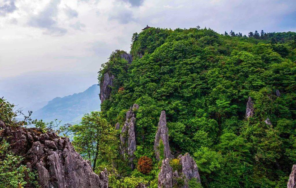 【全域森林康養】道真:濃廕庇日沁心脾_大沙河_石頭_松樹